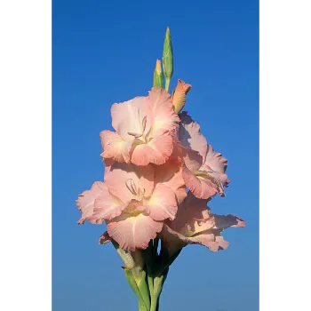 Natural Gladiolus Flower